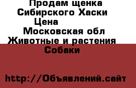 Продам щенка Сибирского Хаски › Цена ­ 10 000 - Московская обл. Животные и растения » Собаки   